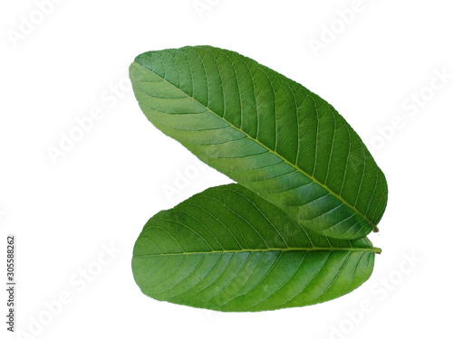 Green leaf or green leaves on white background. Psidium guajava leaf or guava leaves Isolated on white background.