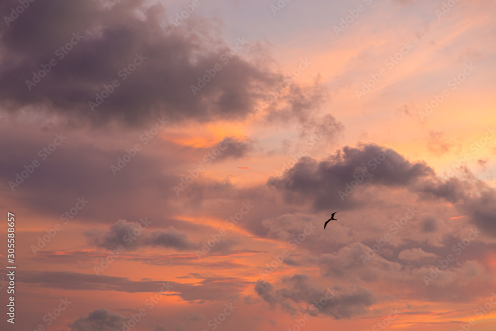 Seagull flying in the caribbean sky