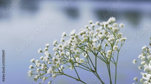 White flowers in Georgian field near the mountain photo