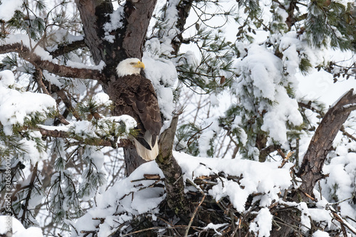 An American Bald Eagle perched in the snow above its nest.