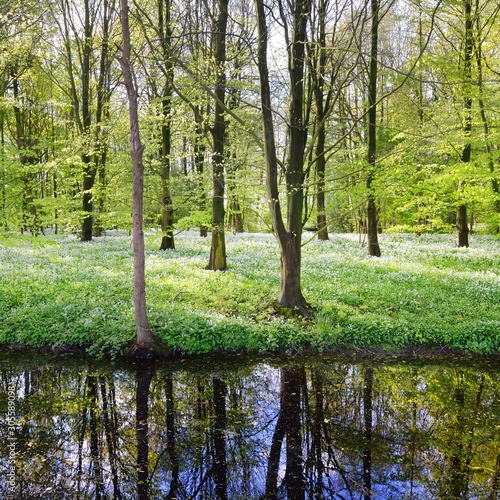 Forest and the blooming wild garlic (Allium ursinum) in Stochemhoeve, Leiden, the Netherlands photo