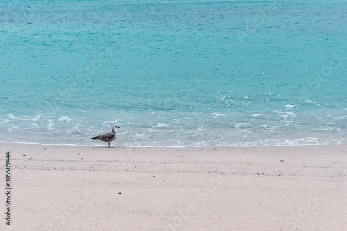 bonita gaviota en la playa
