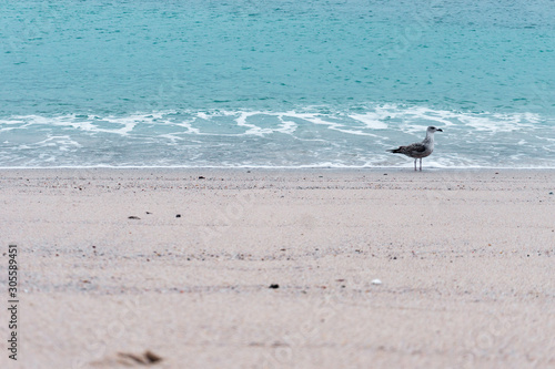 bonita gaviota en la orilla de la playa