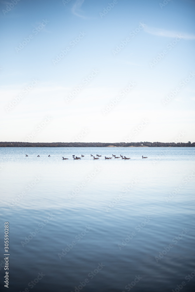 winter landscape with lake and sky and geese