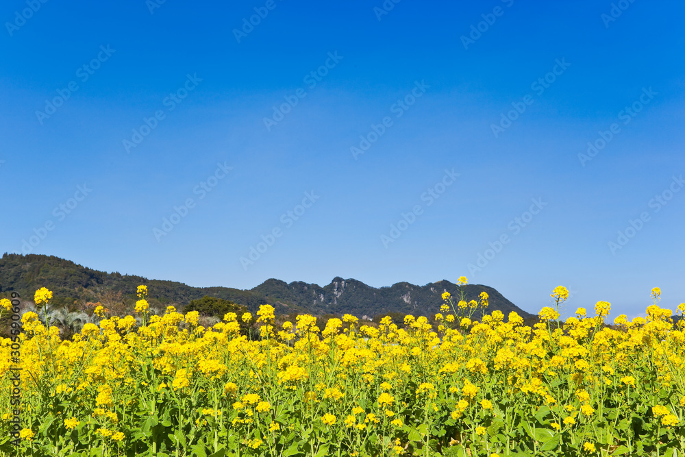 Fototapeta premium 池田湖周辺の菜の花