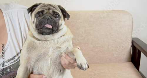 Funny pug dog sitting on women’s knees making bye-bye by a paw photo