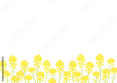 菜の花