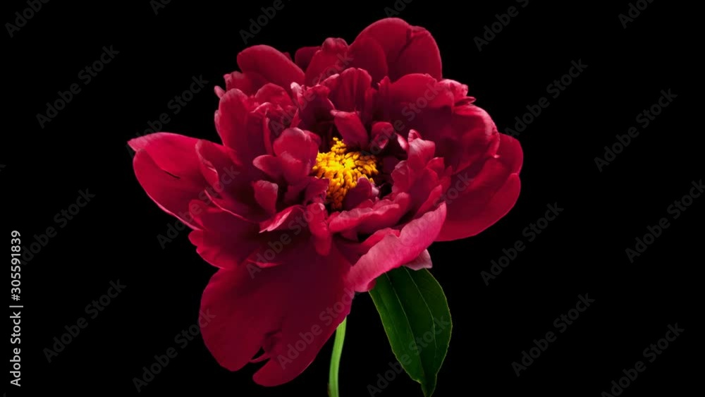 Pink Peony Flower Blooming. Black Background. Timelapse. 4K Pink Peony Flower Blooming. Black Background. Timelapse. 4K