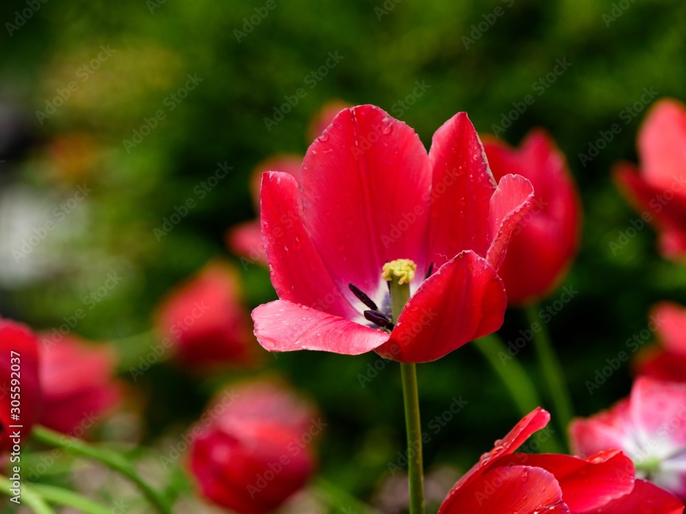 Red tulips