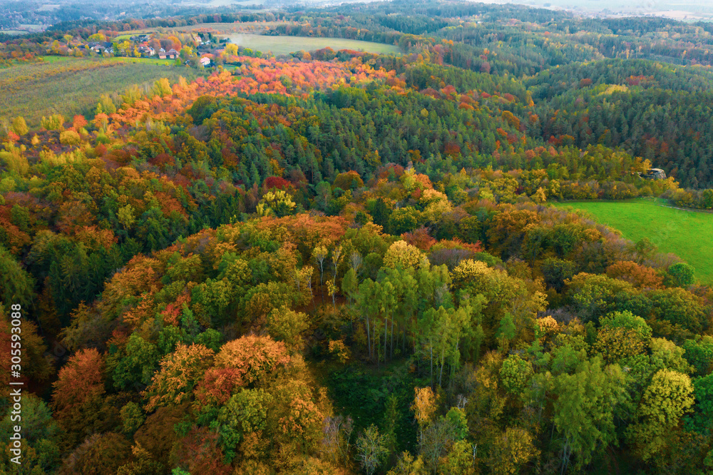 Autumn colorful trees at sunrise aerial view