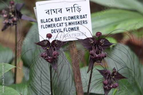 Tacca chantrieri,the black bat flower,bat flower,devil flower or cat's whiskers, is a species of flowering plant in the yam family Dioscoreaceae.It is bat shaped unusual plant in that it has black flo photo