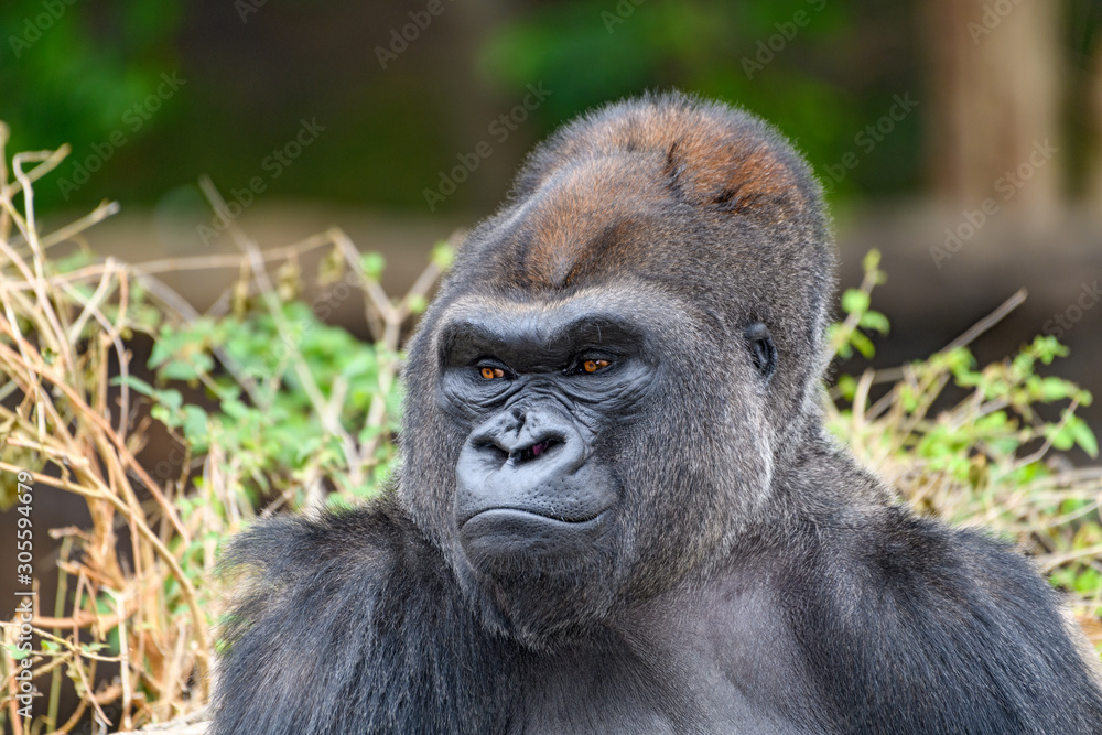 Male Silverback Western Lowland gorilla (Gorilla gorilla gorilla) smiling