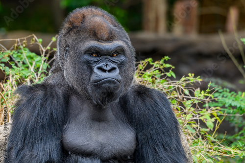 Male Silverback Western Lowland gorilla (Gorilla gorilla gorilla) © jwjarrett
