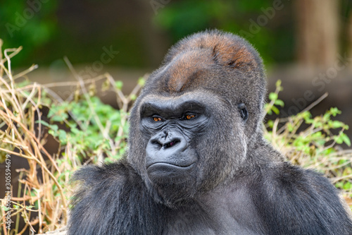 Male Silverback Western Lowland gorilla (Gorilla gorilla gorilla) smiling