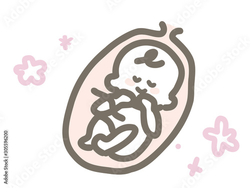 かわいい胎児