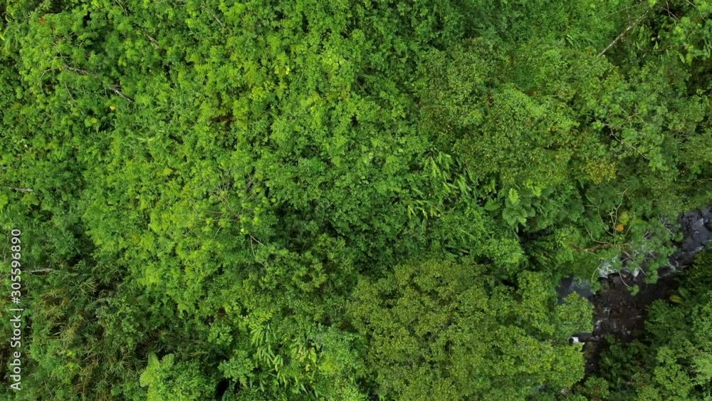 Aerial tilt up reveals untouched jungle paradise, stream among lush green trees and valley Aerial tilt up reveals untouched jungle paradise, stream among lush green trees and valley