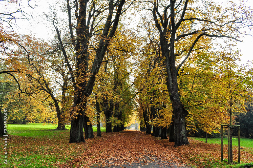 Fototapeta premium goldener Herbst, Schlosspark Putbus auf Rügen
