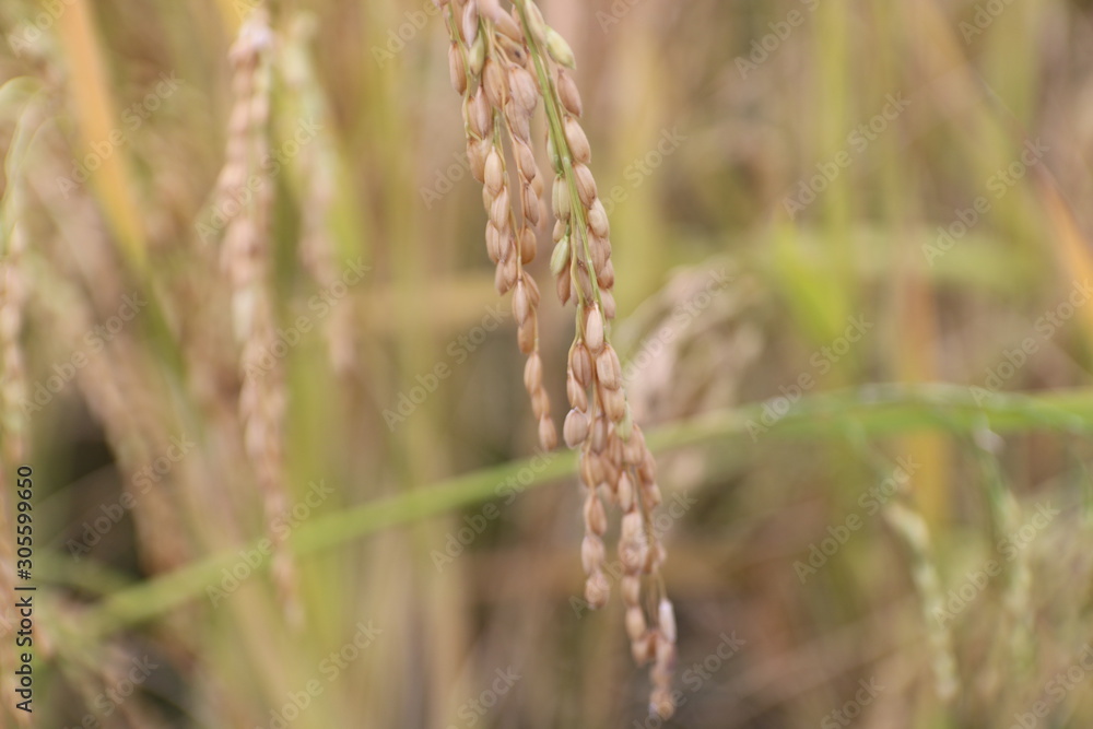 Rice fields waiting to be harvested in Thailand. Rice fields waiting to be harvested in Thailand.