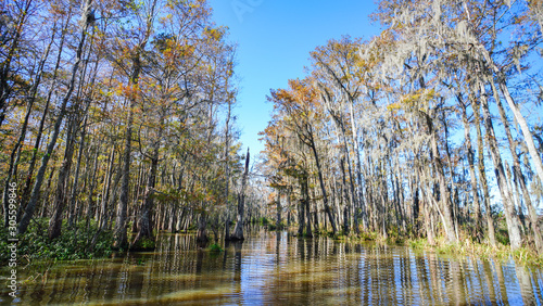 A cypress swamp in the southern part of Louisiana. 