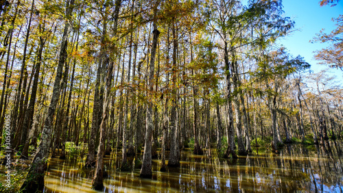 A typical cypress swamp in the southern USA. 