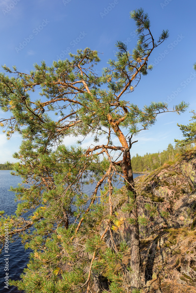 pine near the lake