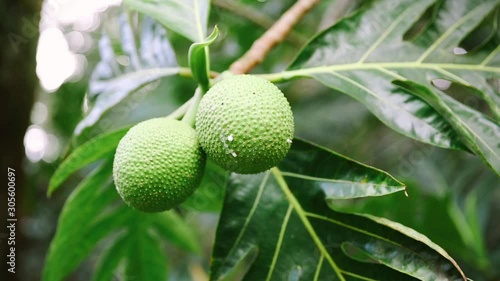Wallpaper Mural Breadfruit (Ulu) fruit hanging on tree with drips of latex sap leaking / Shallow depth of field with bokeh Torontodigital.ca