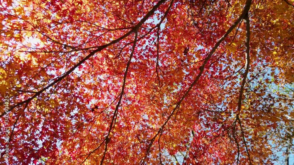 Rotating camera looking up at a blue sky through a canopy of beautiful Autumn leaves in flaming red and golden colors while walking in the park. Rotating camera looking up at a blue sky through a canopy of beautiful Autumn leaves in flaming red and golden colors while walking in the park.