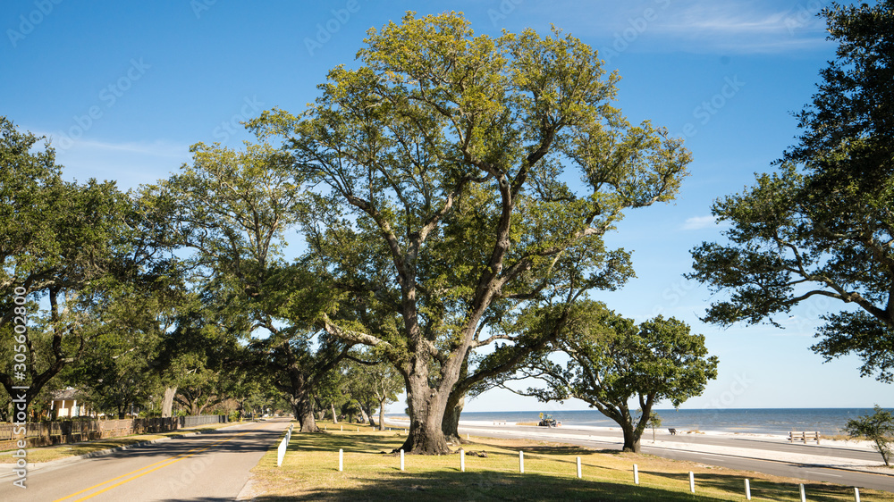 Oak trees along the gulf coast of Mississippi. Oak trees along the gulf coast of Mississippi.