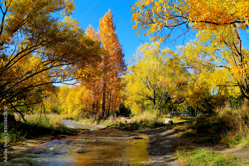 Colorful Autumn Forrest with nature creek against blue sky in Arrow town, New Zealand