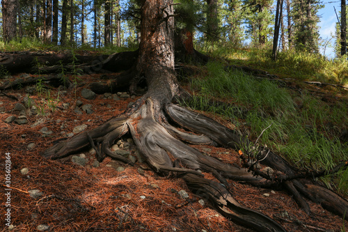 Tree roots on rocky soil surface