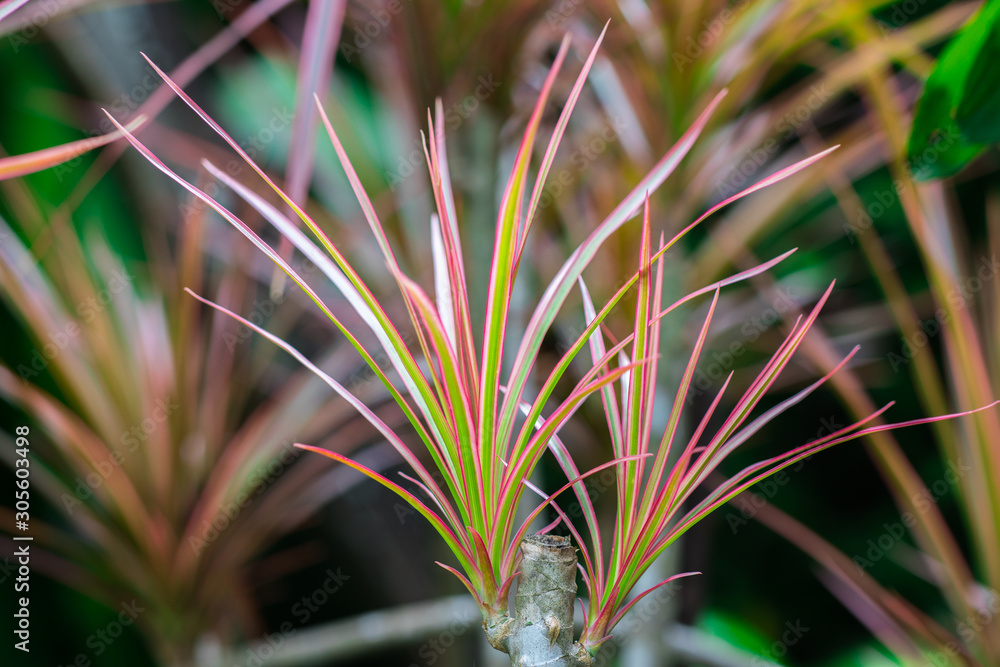 Rainbow tree (Dracaena Cincta Baker) are growing in the tropical garden Rainbow tree (Dracaena Cincta Baker) are growing in the tropical garden