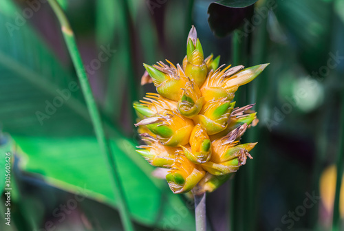 Closeup yellow tubular flower on the inflorescence of Calathea princeps or Calathea buttercup  (Schumannianthus Dichotomus Gagnep) in tropical flower garden photo