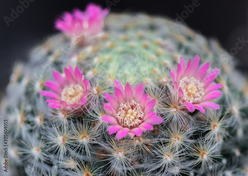 Closeup beautiful pink flower of Cactus  Cactaceae  are blooming on spiky tree in the ornamental garden