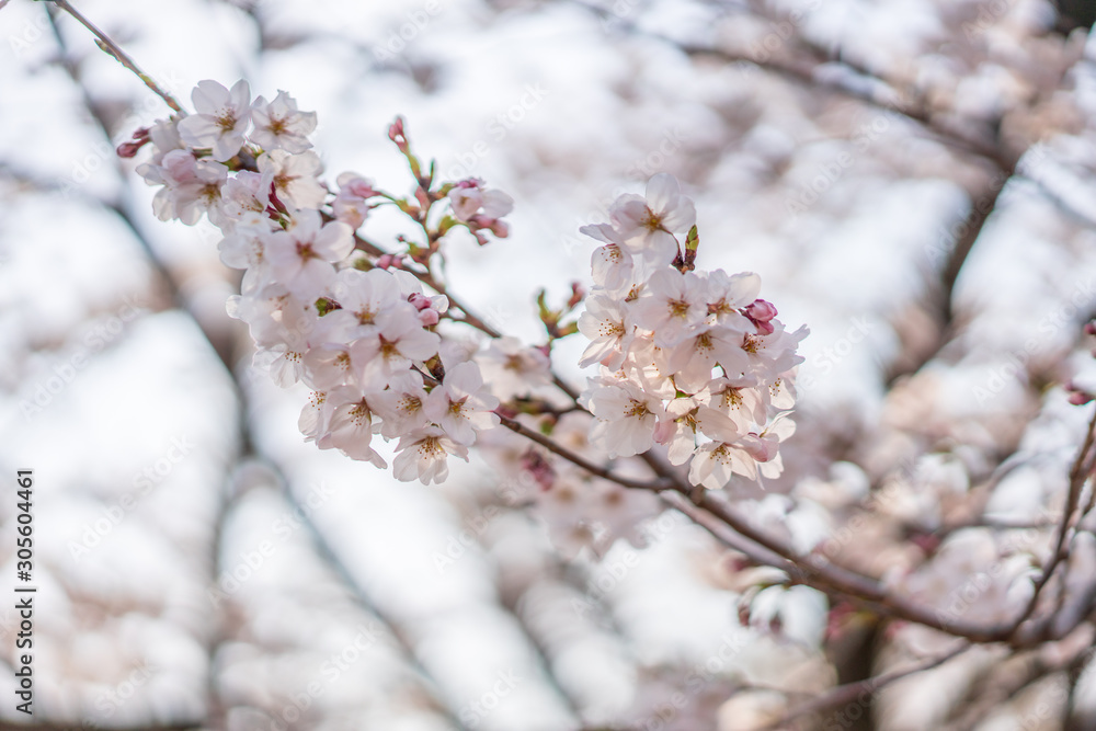 close up marco full bloom cherry blossom beauiful Sakura tree at japan cherry blossom forecast pink asian flower perfact season to travel and enjoy japanese culture idea long weekend holiday relax close up marco full bloom cherry blossom beauiful Sakura tree at japan cherry blossom forecast pink asian flower perfact season to travel and enjoy japanese culture idea long weekend holiday relax