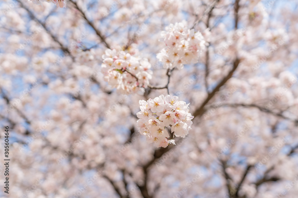 close up marco full bloom cherry blossom beauiful Sakura tree at japan cherry blossom forecast pink asian flower perfact season to travel and enjoy japanese culture idea long weekend holiday relax close up marco full bloom cherry blossom beauiful Sakura tree at japan cherry blossom forecast pink asian flower perfact season to travel and enjoy japanese culture idea long weekend holiday relax