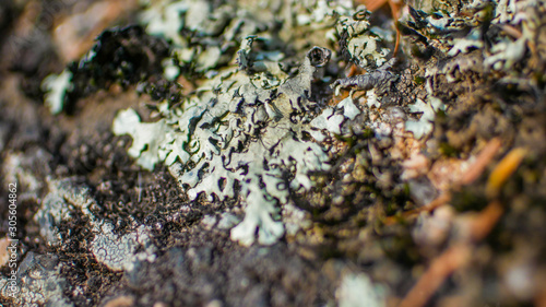 Lichen and fungus on old stone macro close up
