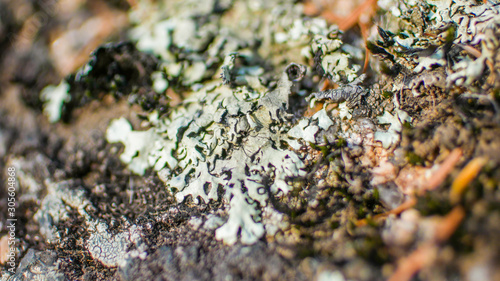 Lichen and fungus on old stone macro close up