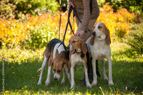 Foxhounds ( beagles) on leads with lady in beige waiting for parforce hunting during sunny day in autumn on green grass. Concepts: impatient, british breed, outdoor, beautiful photo