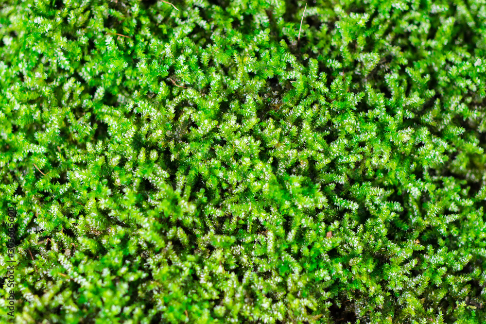 Fresh green moss macro in nature as evergreen textured and background Fresh green moss macro in nature as evergreen textured and background