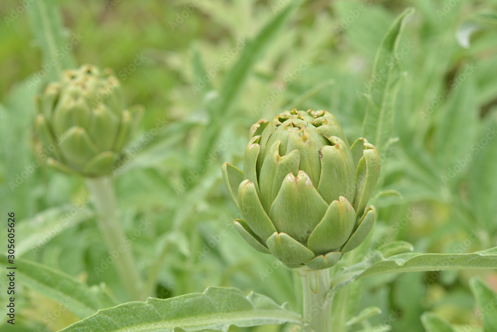 Obraz premium アーティチョーク