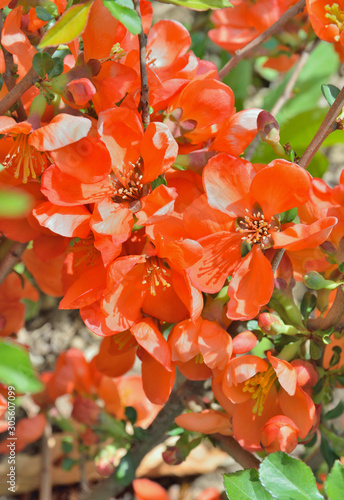 Flowers of quince-tree (Chaenomeles japonica) 12 photo