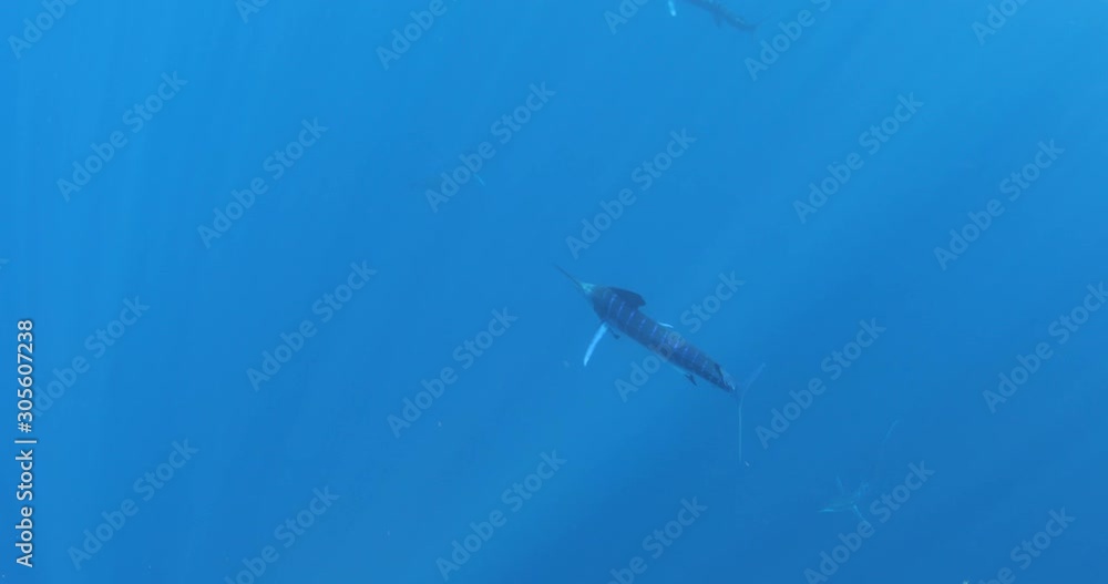 Marlins and sea lions hunting in group in Magdalena Bay, Baja California Sur, Mexico. Marlins and sea lions hunting in group in Magdalena Bay, Baja California Sur, Mexico.
