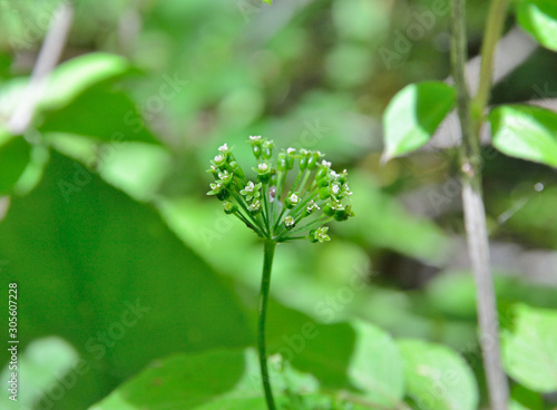 Flowers of Ginseng (Panax ginseng) 2