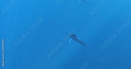 Wallpaper Mural Marlins and sea lions hunting in group in Magdalena Bay, Baja California Sur, Mexico. Torontodigital.ca