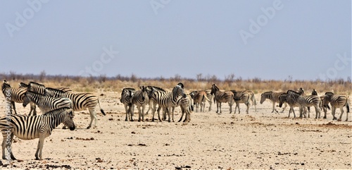 Herd of zebras standing in Bushland in Etosha Nationalpark / Namibia