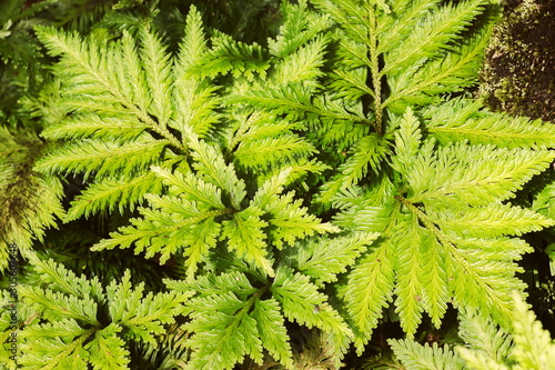 Davallia solida, Davalliaceae fern, Foot fern, Hairsfoot (Davallia Denticulata) in tropical forest  photo