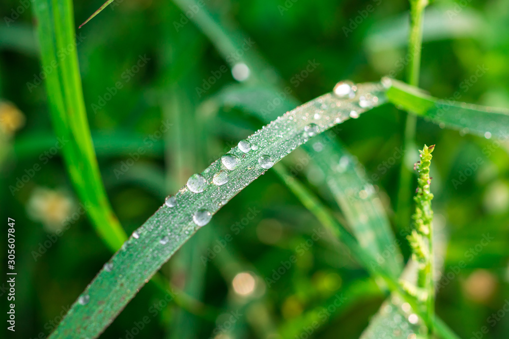 Drops of water on narrow leaf of fresh green grass in the morning Drops of water on narrow leaf of fresh green grass in the morning