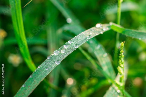 Drops of water on narrow leaf of fresh green grass in the morning