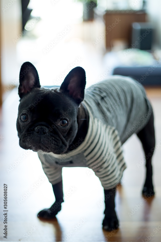 french bulldog with t-shirt