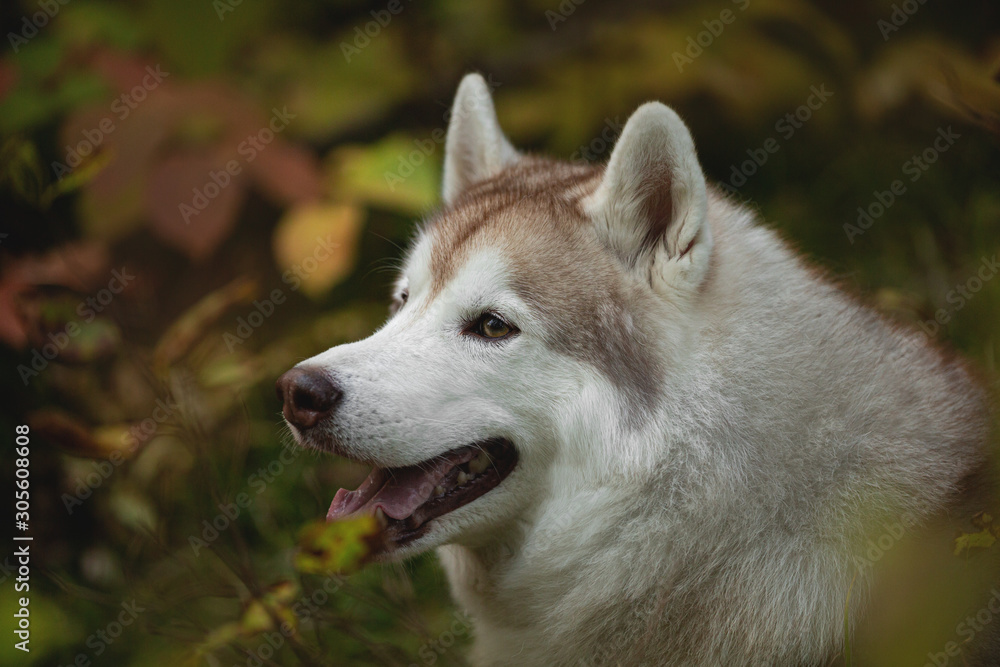 Close-up Portrait of gorgeous Beige Siberian Husky in fall season on a forest background.